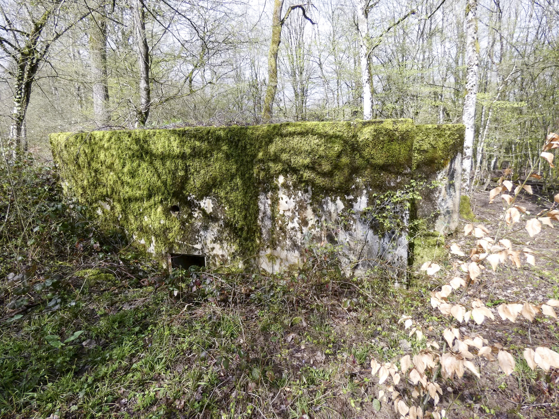 Ligne Maginot - CB310 - ZEITERHOLZ - (Blockhaus pour arme infanterie) - L'entrée du blockhaus en partie remblayée.