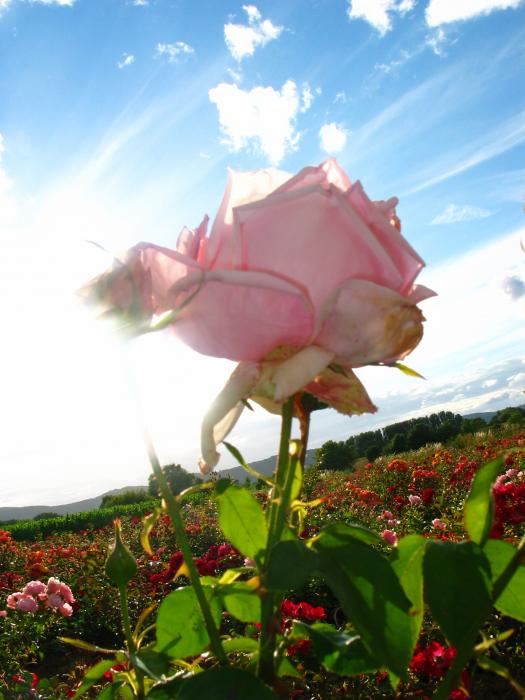 Ligne Maginot - Rose Général de Vaulgrenant - Le rosier sélectionné dans le cadre de l'opération la Rose à la ligne Maginot.
Végétation vigoureuse, 180cm, très florifère, grande fleur, bien pleine, coloris rose, ne gèle pas.