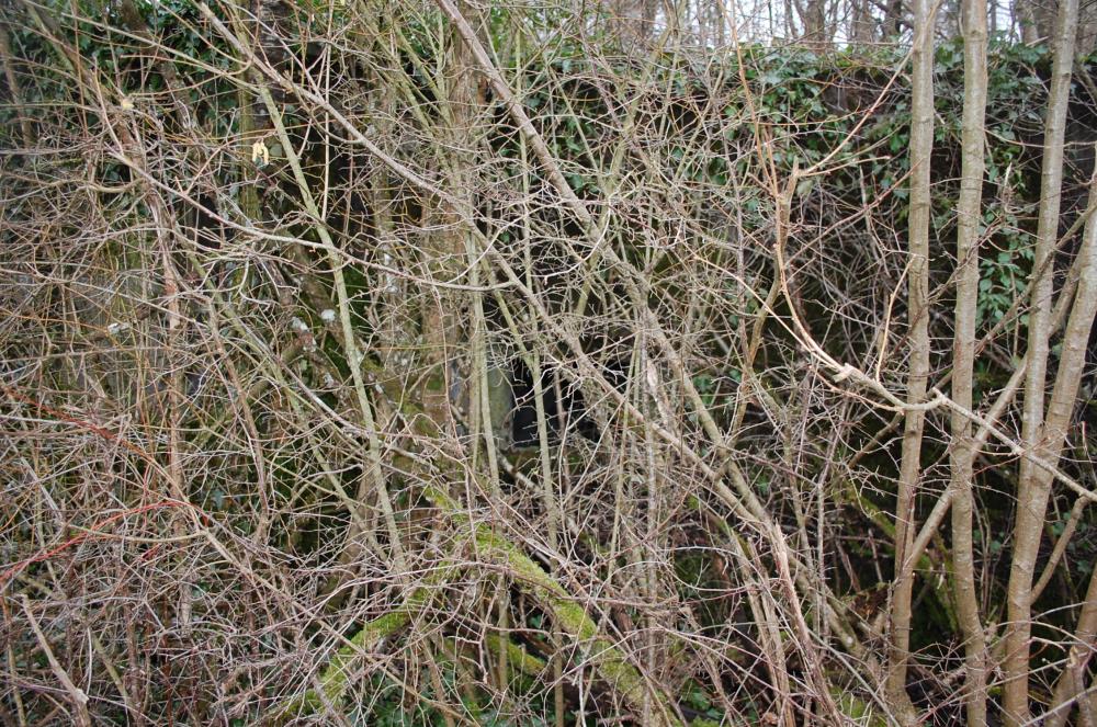 Ligne Maginot - DB355 - LA LOUVIERE - (Blockhaus pour arme infanterie) - Vous le voyez au travers des arbres dépourvus de leur feuillage???
