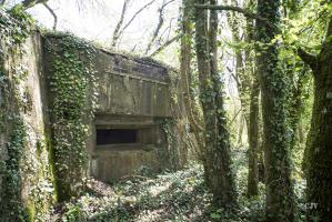 Ligne Maginot - DB34 - LA HAIE AUX MURES - (Blockhaus pour canon) - 
