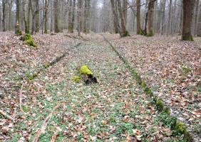 Ligne Maginot - RAUCOURT - (Camp de sureté) - Une grande partie des bordures en pierre est toujours visible