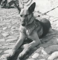Ligne Maginot - FLAMBEAU - Mascotte du 99° RIA - FLAMBEAU, chien-loup appartenant au 99° RIA