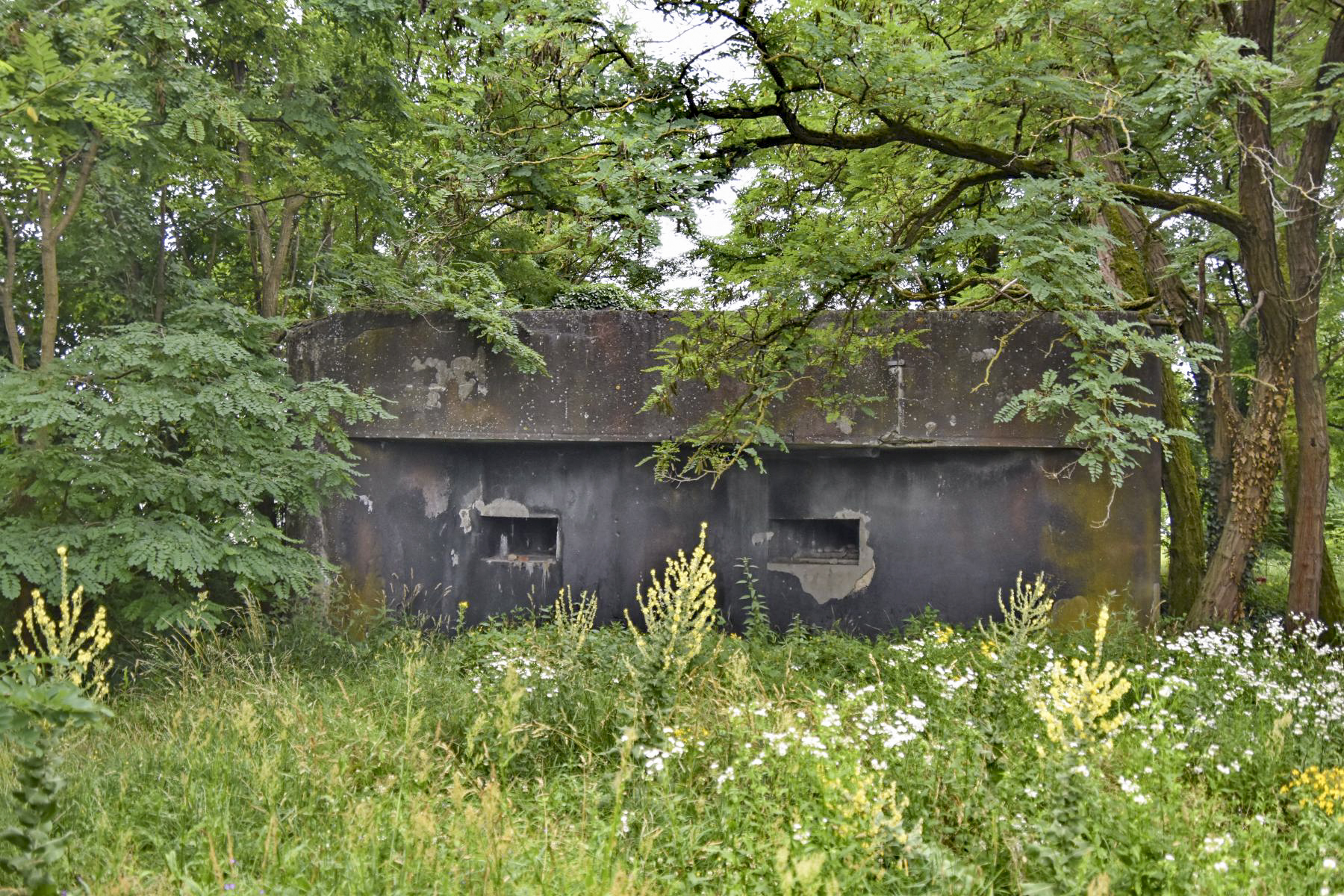 Ligne Maginot - 44/3 - ALGOLSHEIM NORD - (Casemate d'infanterie - double) - Façade nord