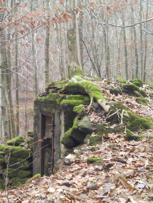 Ligne Maginot - M9 - TRAUTBACH 1 - (Blockhaus pour arme infanterie) - Un arbre pousse sur le blockhaus, la nature reprend ses droits...