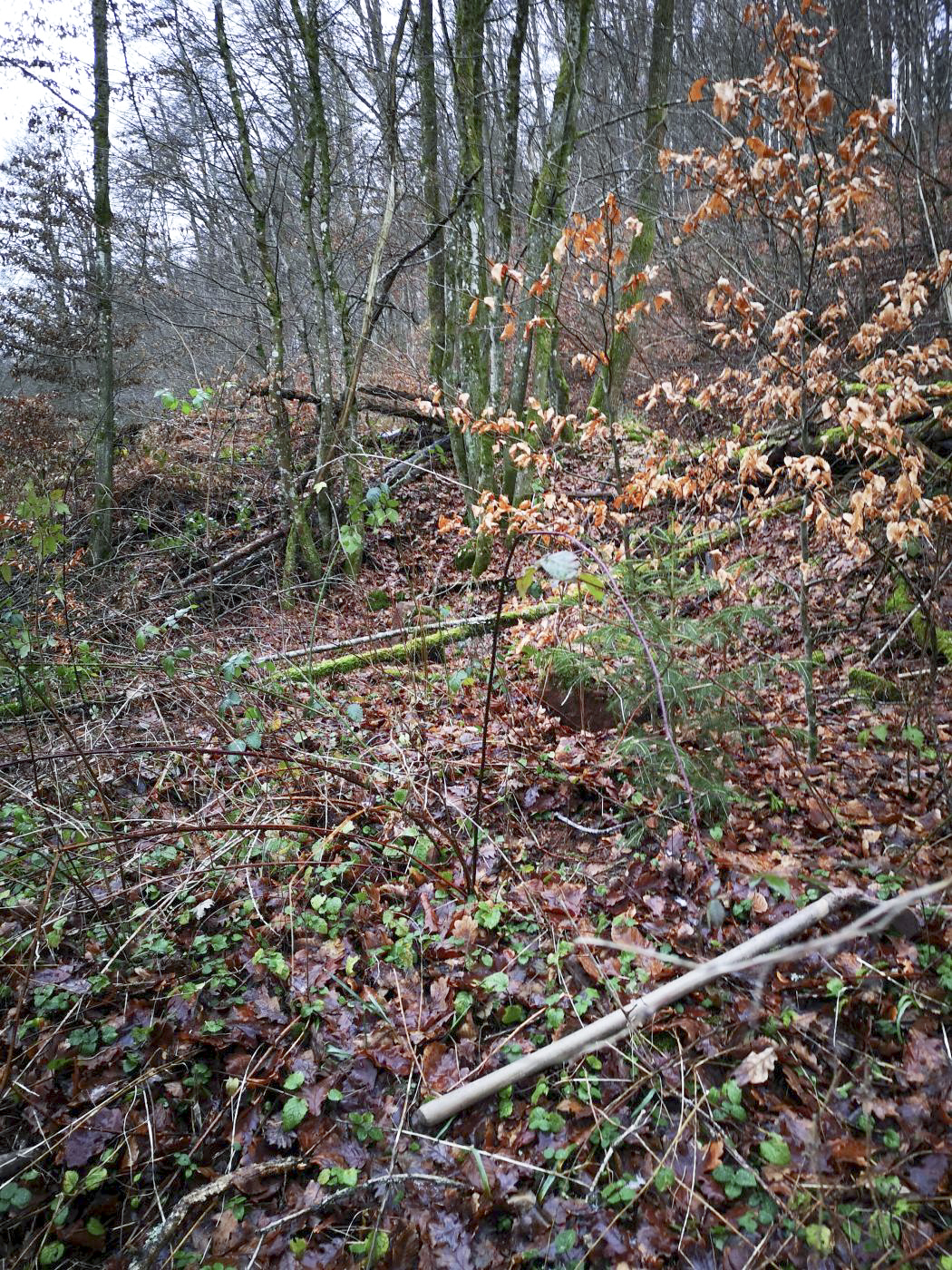 Ligne Maginot - B3 - (Chambre de coupure) - Oubliée depuis son abandon, la chambre de coupure a totalement disparu sous la terre et la végétation.