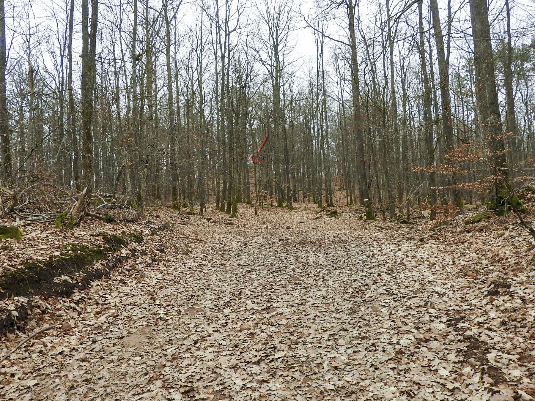 Ligne Maginot - BIESENBERG - (Barrage de Route) - Le chemin forestier ou se trouve le barrage avec la butte de la casemate 4 du Biesenberg (flêche rouge)
