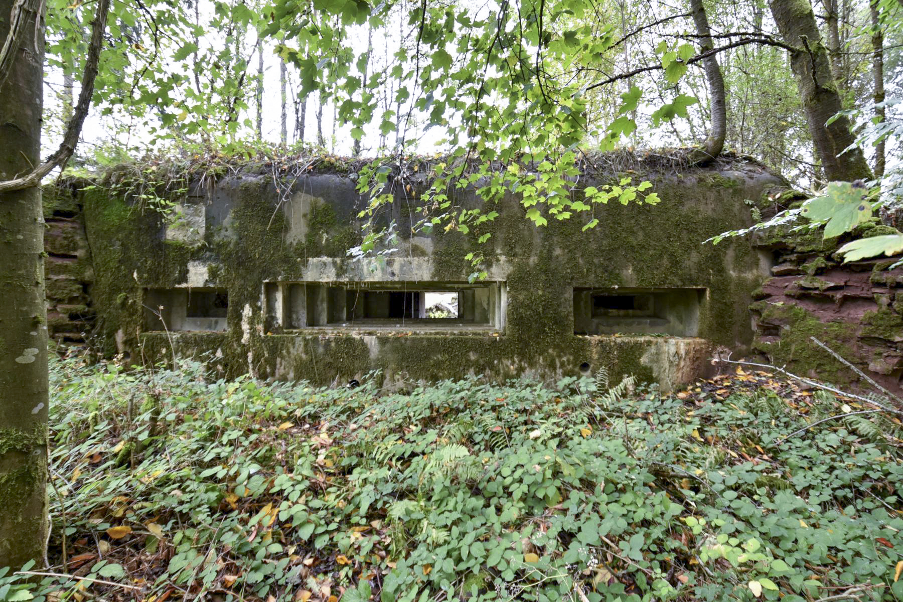 Ligne Maginot - WASENBERG 5 - (Blockhaus pour canon) - 