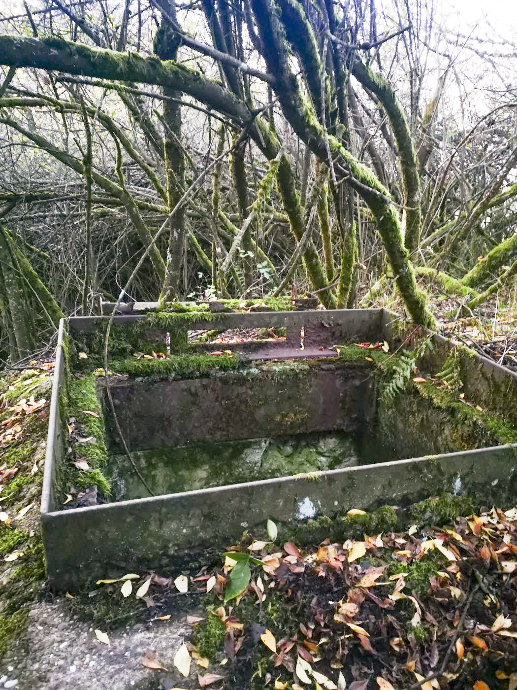 Ligne Maginot - BV21 - (Chambre de coupure) - La chambre de coupure BV21.
Cachée dans la végétation.