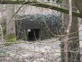 Ligne Maginot - B530 - QUELIPONT EST - (Blockhaus pour canon) - Blockhaus situé dans un bois.
