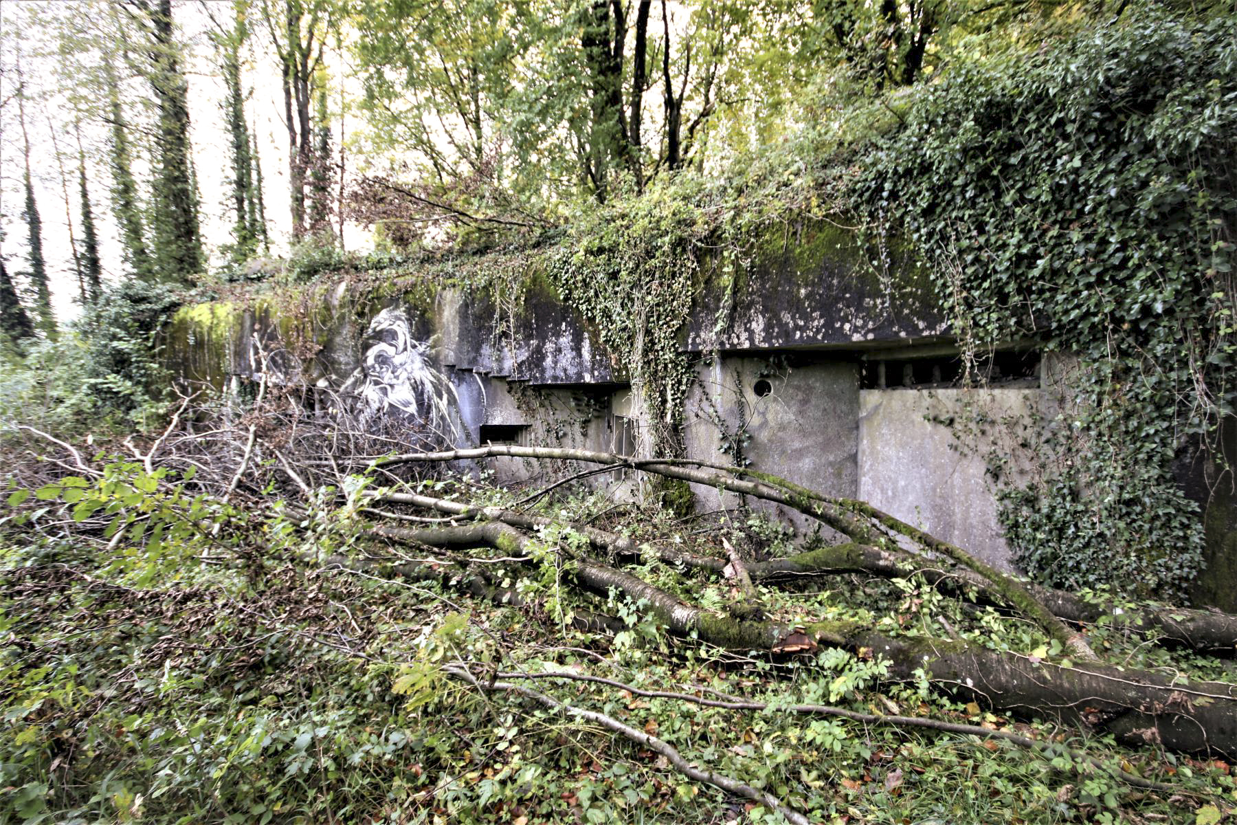 Ligne Maginot - ACA2 - STOCKEN - (Casemate d'artillerie) - 2021, la casemate n'est plus entretenu et la végétation à reprit le dessus