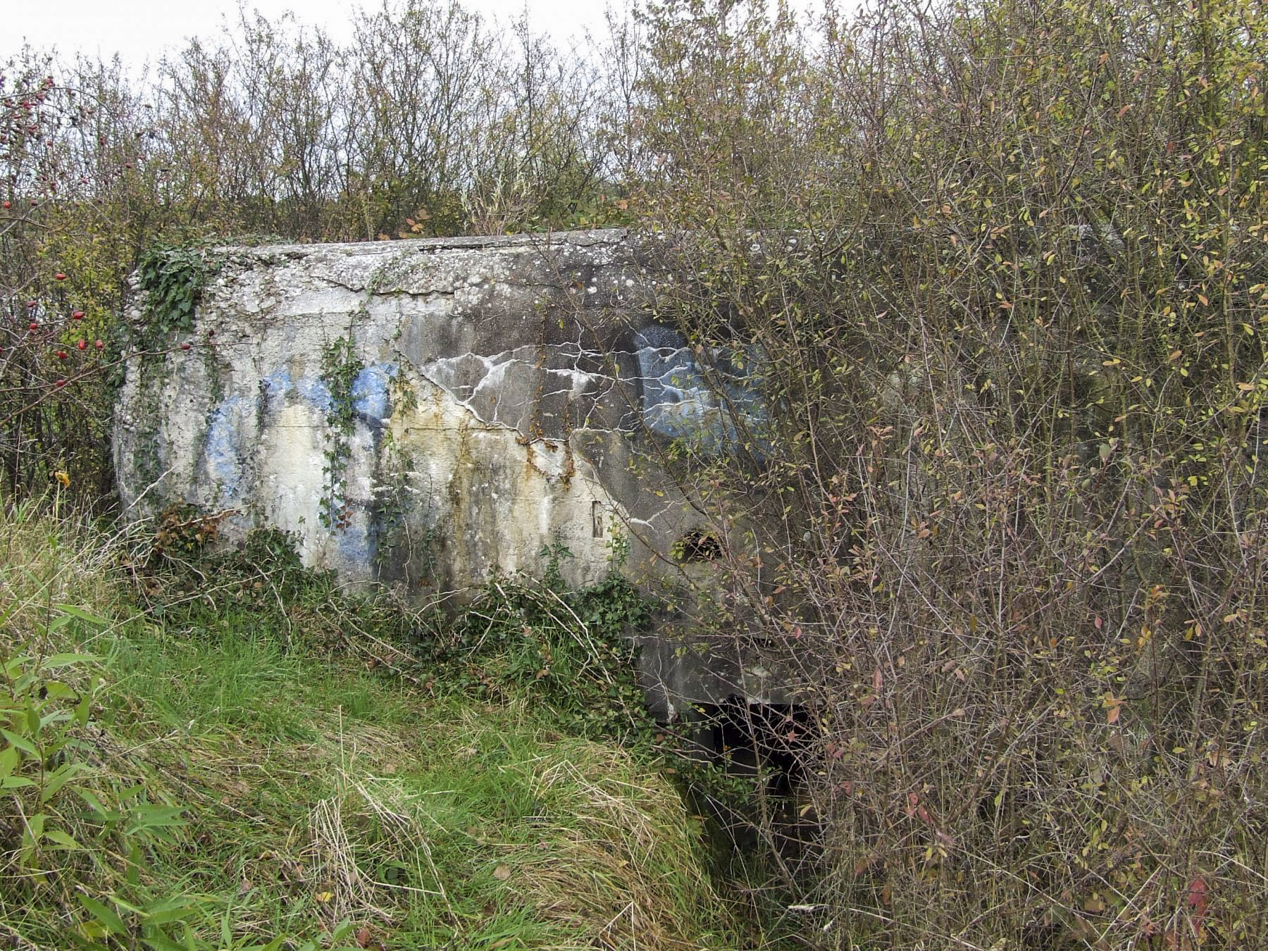 Ligne Maginot - CALVAIRE 8 - (Blockhaus pour arme infanterie) - Le blockhaus dans la broussaille.