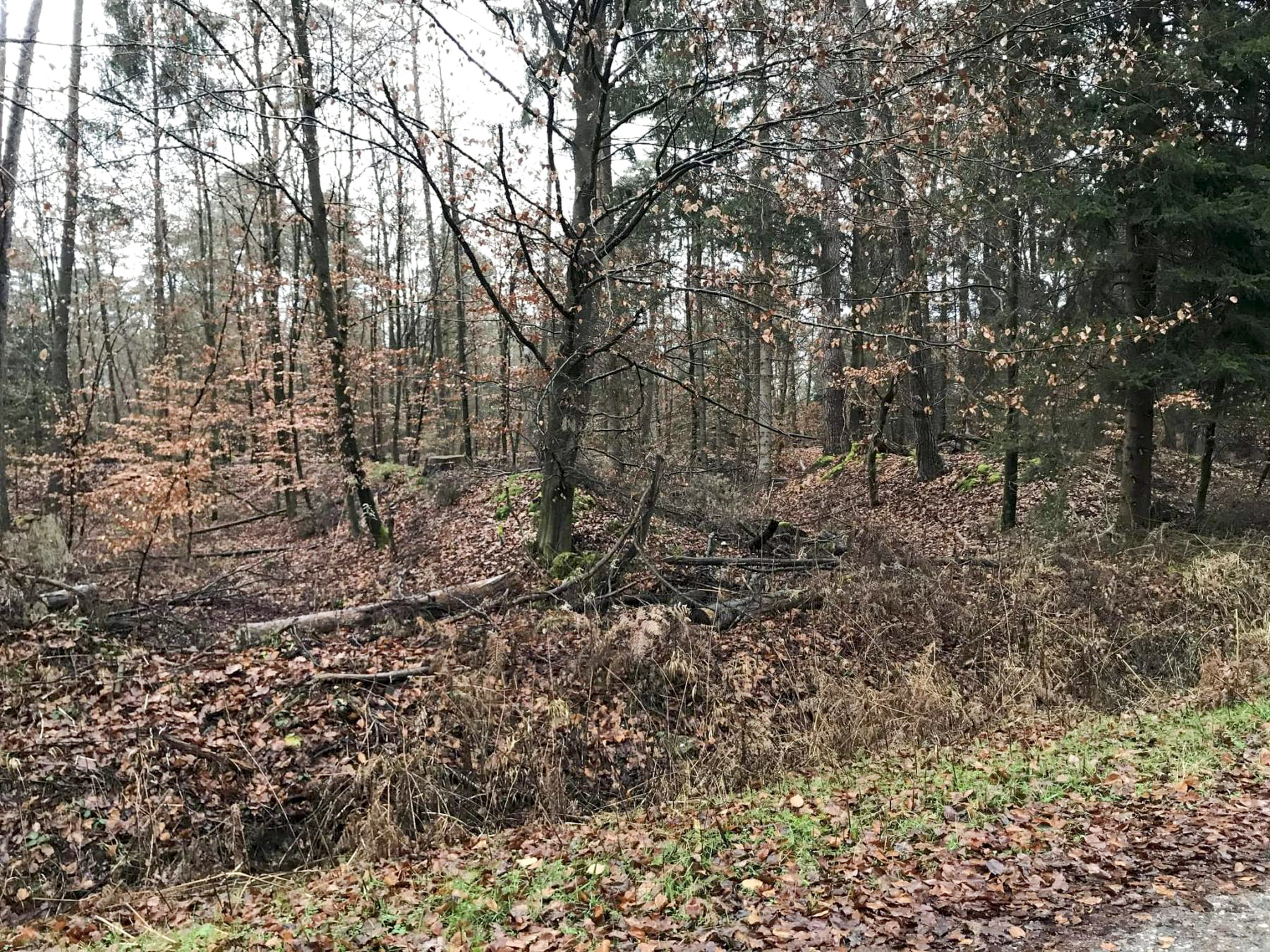 Ligne Maginot - SOUFFLENHEIM NORD - (Dépôt de Munitions) - Vue depuis le chemin forestier