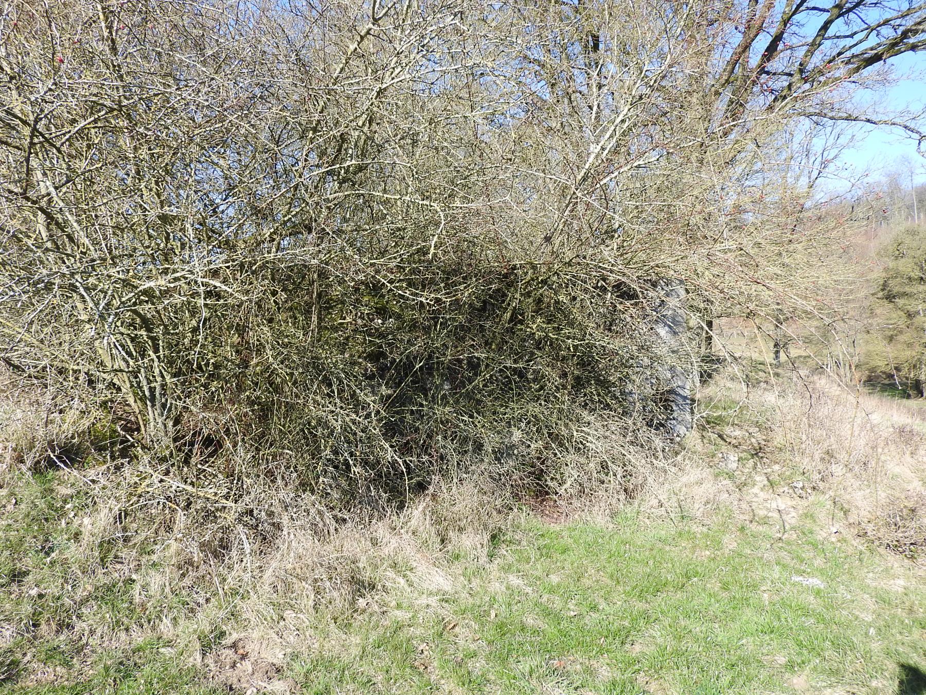 Ligne Maginot - MUEHLENBACH 7 - (Blockhaus pour canon) - La façade de tir est invisible derrière des broussailles.