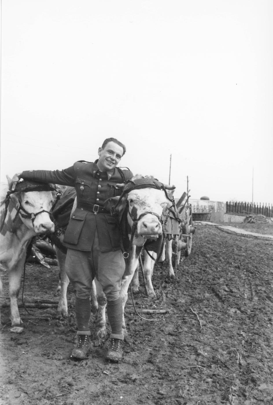 Ligne Maginot - ASCHBACH EST - O2 - (Casemate d'infanterie - Double) - Attelage de bœufs pour les travaux
Lt Vialle