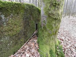 Ligne Maginot - SCHEIDWALD 3 - (Blockhaus pour arme infanterie) - Un arbre cache l'un des créneaux latéral.