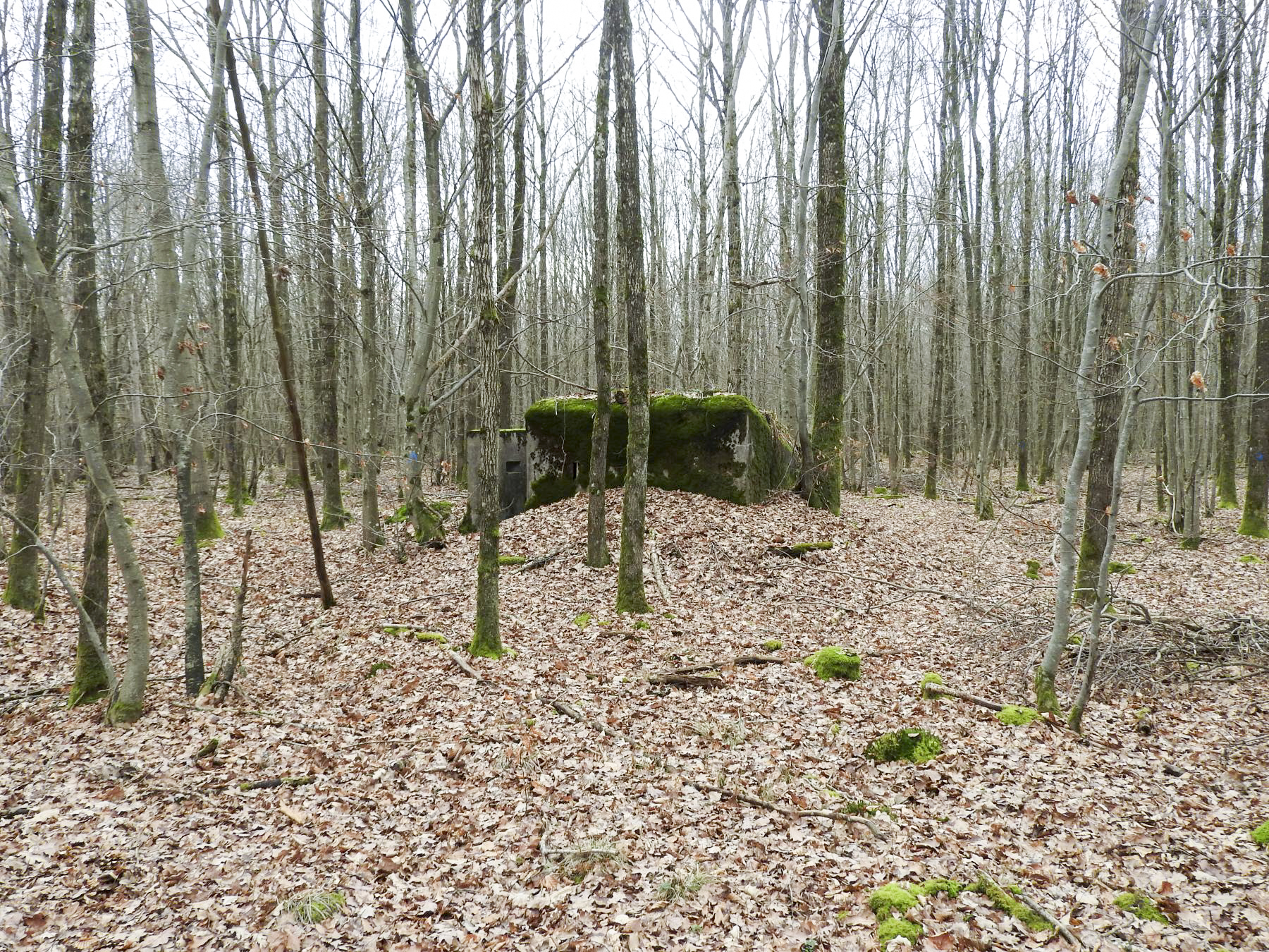 Ligne Maginot - SCHEIDWALD 9 - (Blockhaus pour arme infanterie) - Une vue d'ensemble