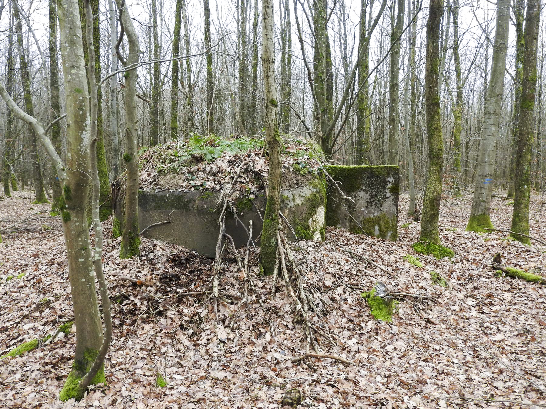 Ligne Maginot - SCHEIDWALD 9 - (Blockhaus pour arme infanterie) - La façade de tir, le créneau est remblayé.