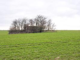 Ligne Maginot - BLANKHECK - (Blockhaus pour arme infanterie) - Le blockhaus se trouve au milieu d'un champ.