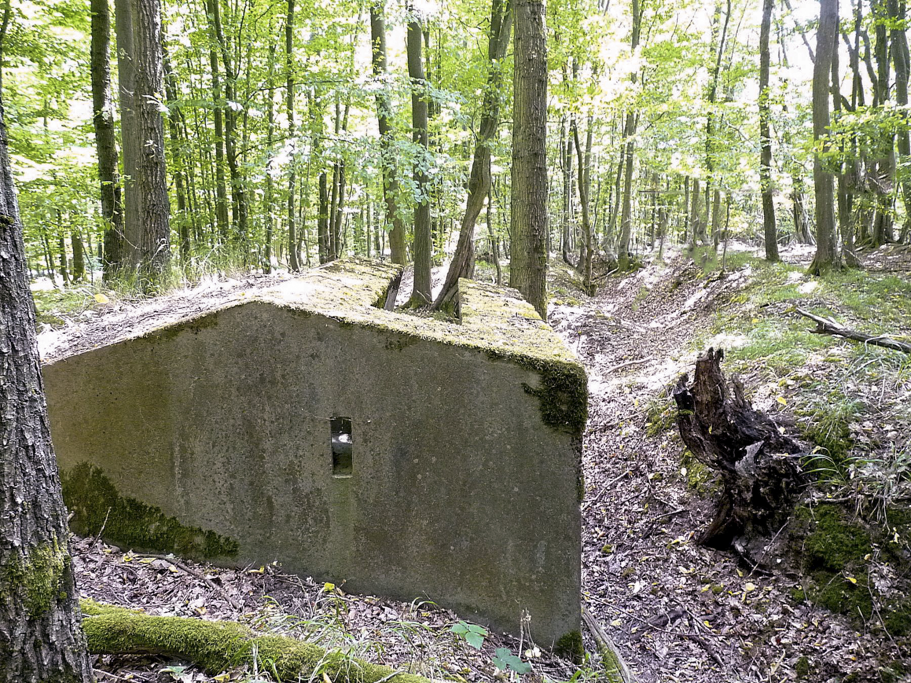 Ligne Maginot - TAUBRUNNENWALD 1 - (Blockhaus pour arme infanterie) - Le réseau de tranchées