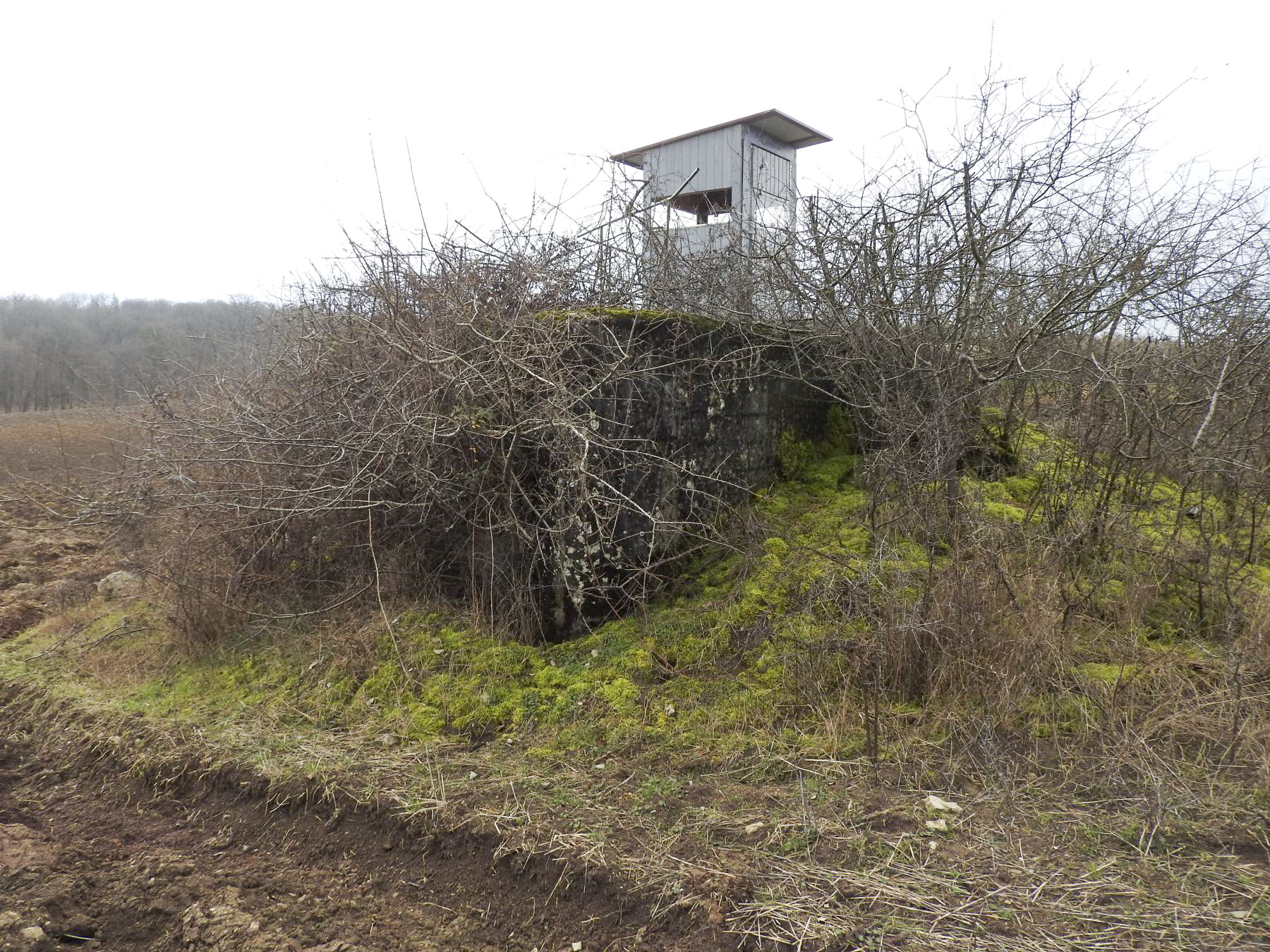 Ligne Maginot - VALETTE SUD OUEST - (Blockhaus pour arme infanterie) - La façade de tir cachée par les broussailles.