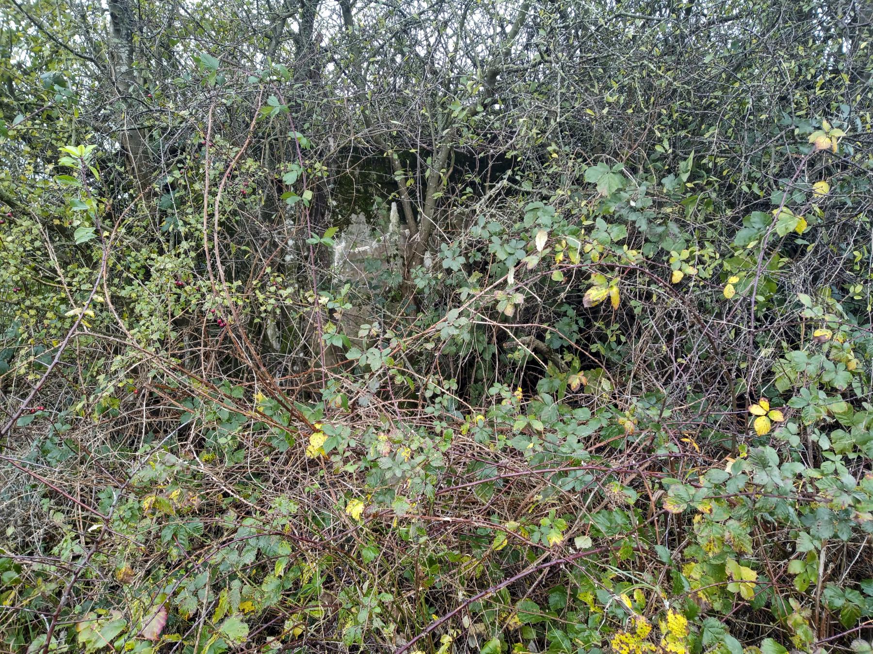 Ligne Maginot - IMMEREN 7 - (Blockhaus pour arme infanterie) - Caché entre les arbres et les buissons