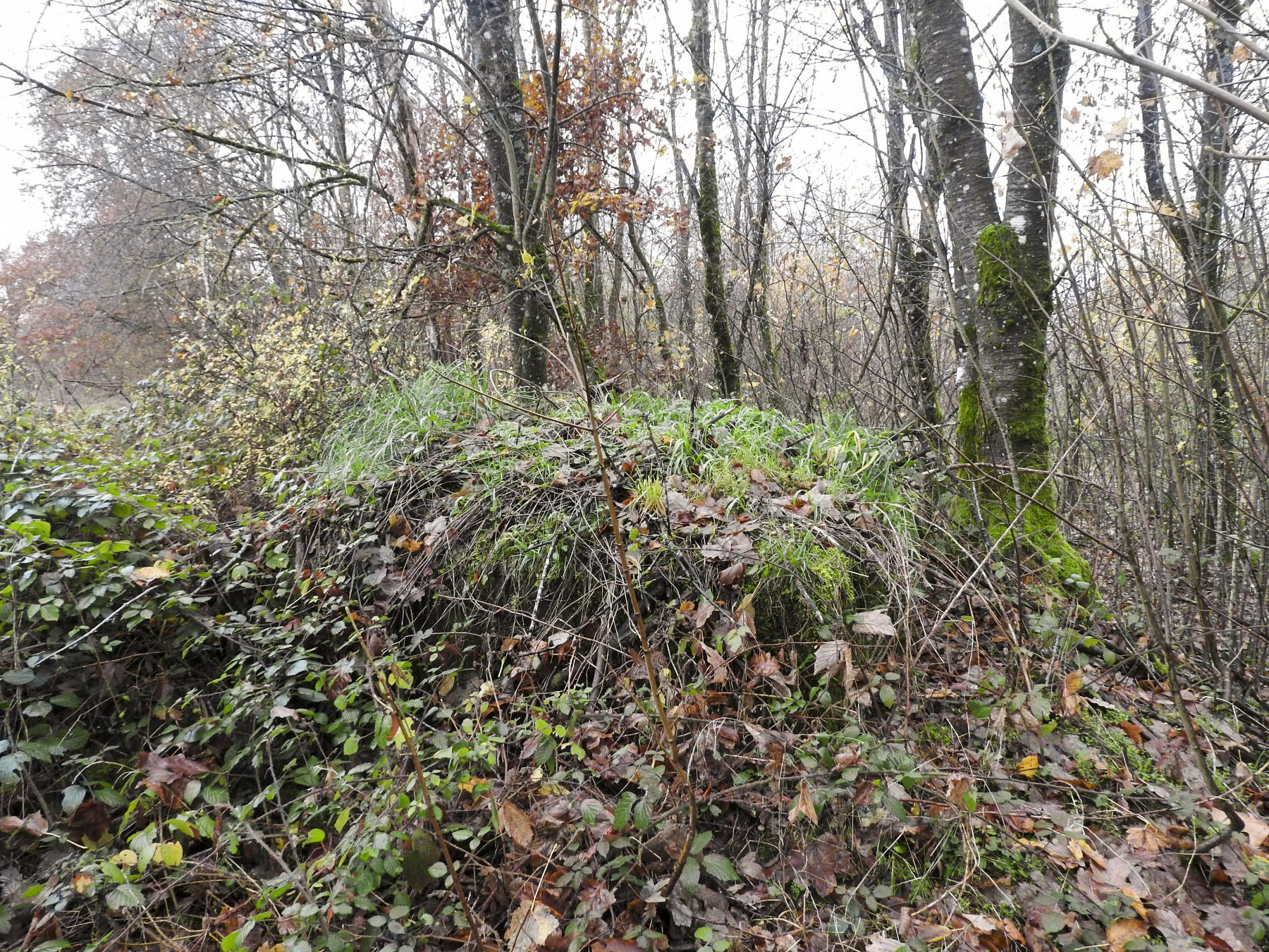 Ligne Maginot - LEGERET NORD 6 - (Blockhaus pour arme infanterie) - Le blockhaus est peu visible sous la broussaille et les débris végétaux.