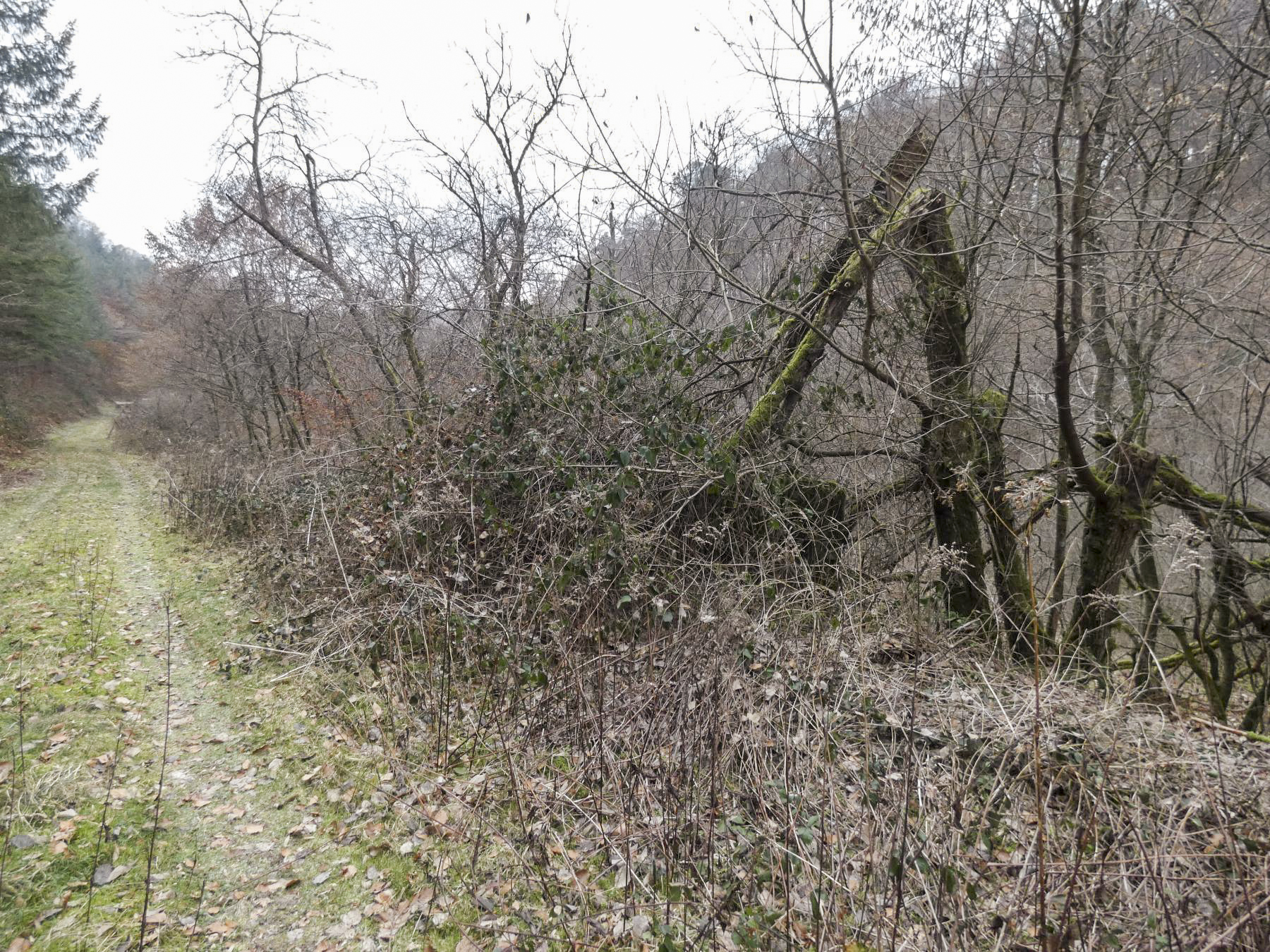 Ligne Maginot - RUISSEAU DU GROSSTHAL 4 - (Blockhaus pour arme infanterie) - Le blockhaus se trouve au bord du sentier, caché par la végétation et un arbre brisé tombé dessus.