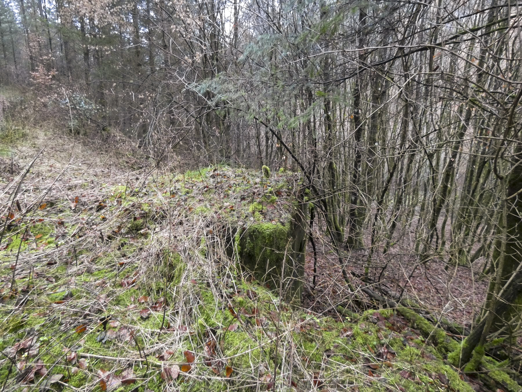 Ligne Maginot - RUISSEAU DU GROSSTHAL 3 - (Blockhaus pour arme infanterie) - Le blockhaus vu depuis le sentier.