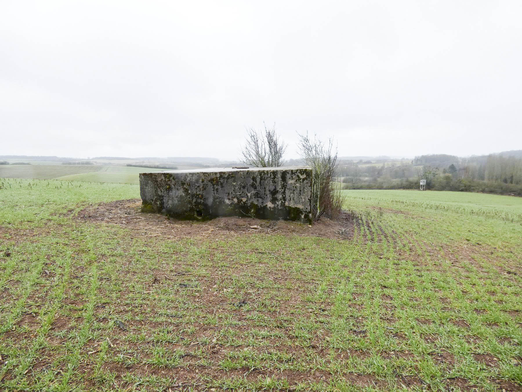 Ligne Maginot - BB348BIS - (Blockhaus pour arme infanterie) - La vue depuis l'Ouest. Bb8 se trouve au niveau du mirador de chasse dans le bois à l'arrière.