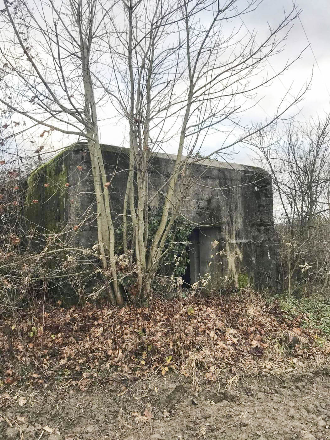 Ligne Maginot - AUENHEIM 1 - (Blockhaus pour canon) - 