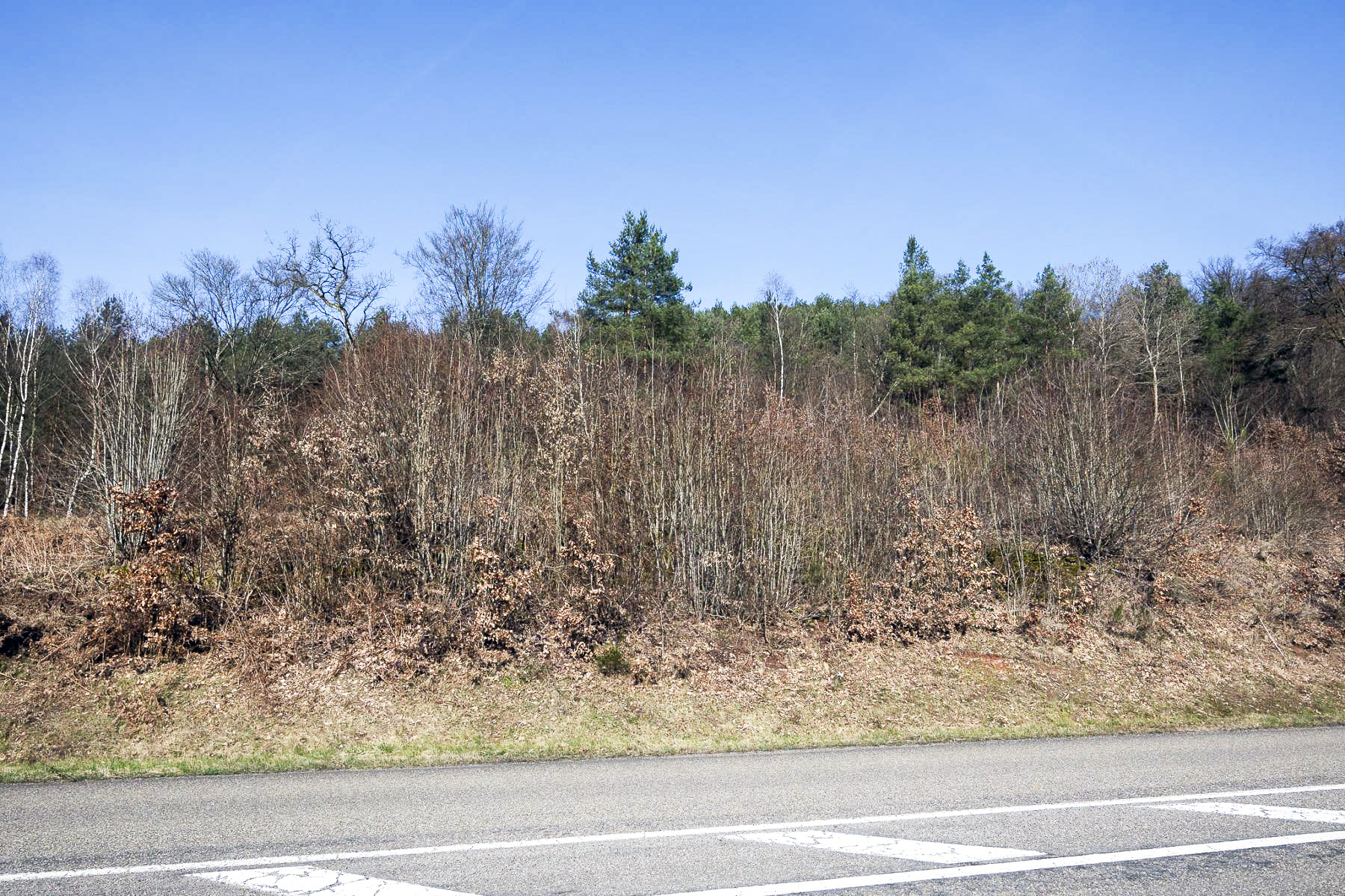 Ligne Maginot - GENDERSBERG (GRM) - (Casernement) - Caché par une végétation très dense. 