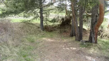 Ligne Maginot - POET MORAND (154° RAP - 6° BIE) - (Position d'artillerie préparée) - Position 1, sous les arbres