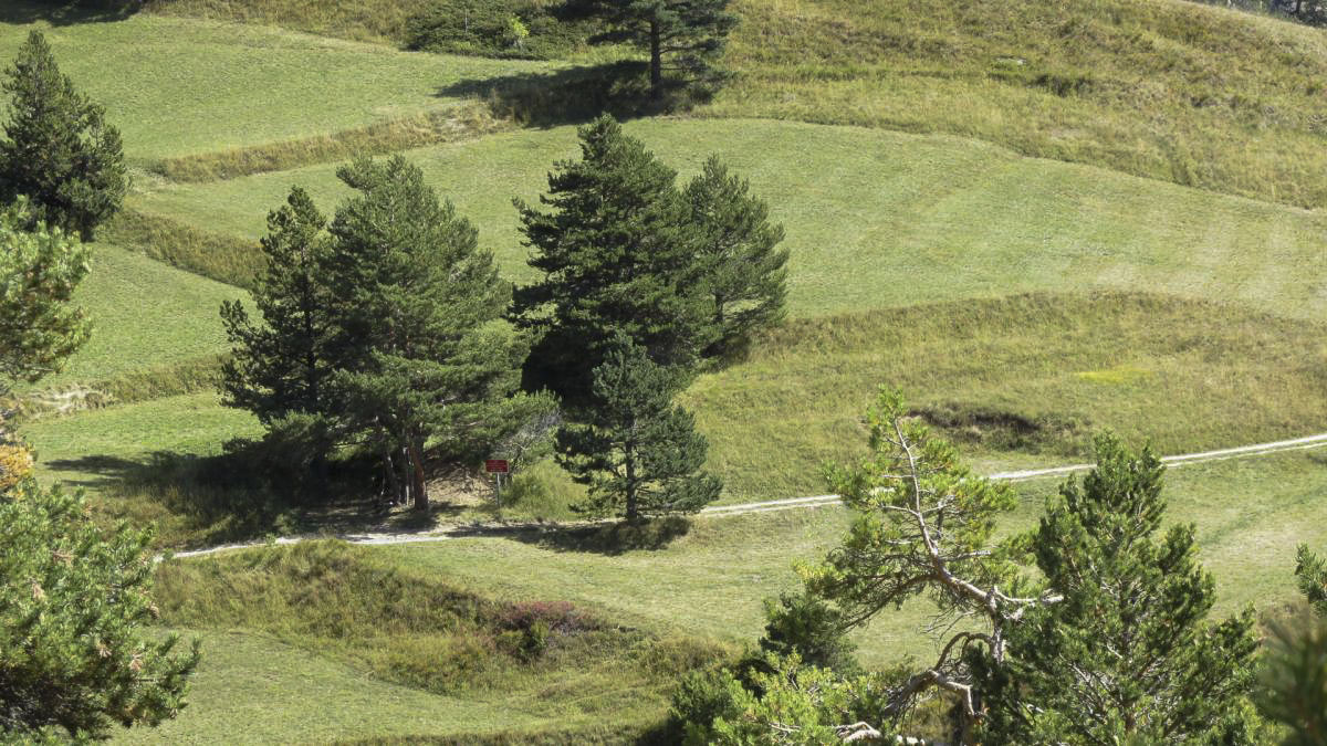 Ligne Maginot - POET MORAND (154° RAP - 6° BIE) - (Position d'artillerie préparée) - Emplacement des deux mortiers de 280mm au Pöet Morand. On peut distinguer nettement l'un des emplacement de mortier en bordure de chemin, l'autre sous les sapins sur la gauche 