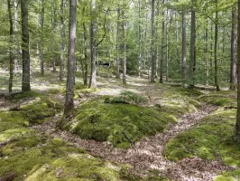 Ligne Maginot - FALKENBERG - COTE 263 (2°BON - 154°RIF) - (PC de Quartier) - Tranchées de circulation