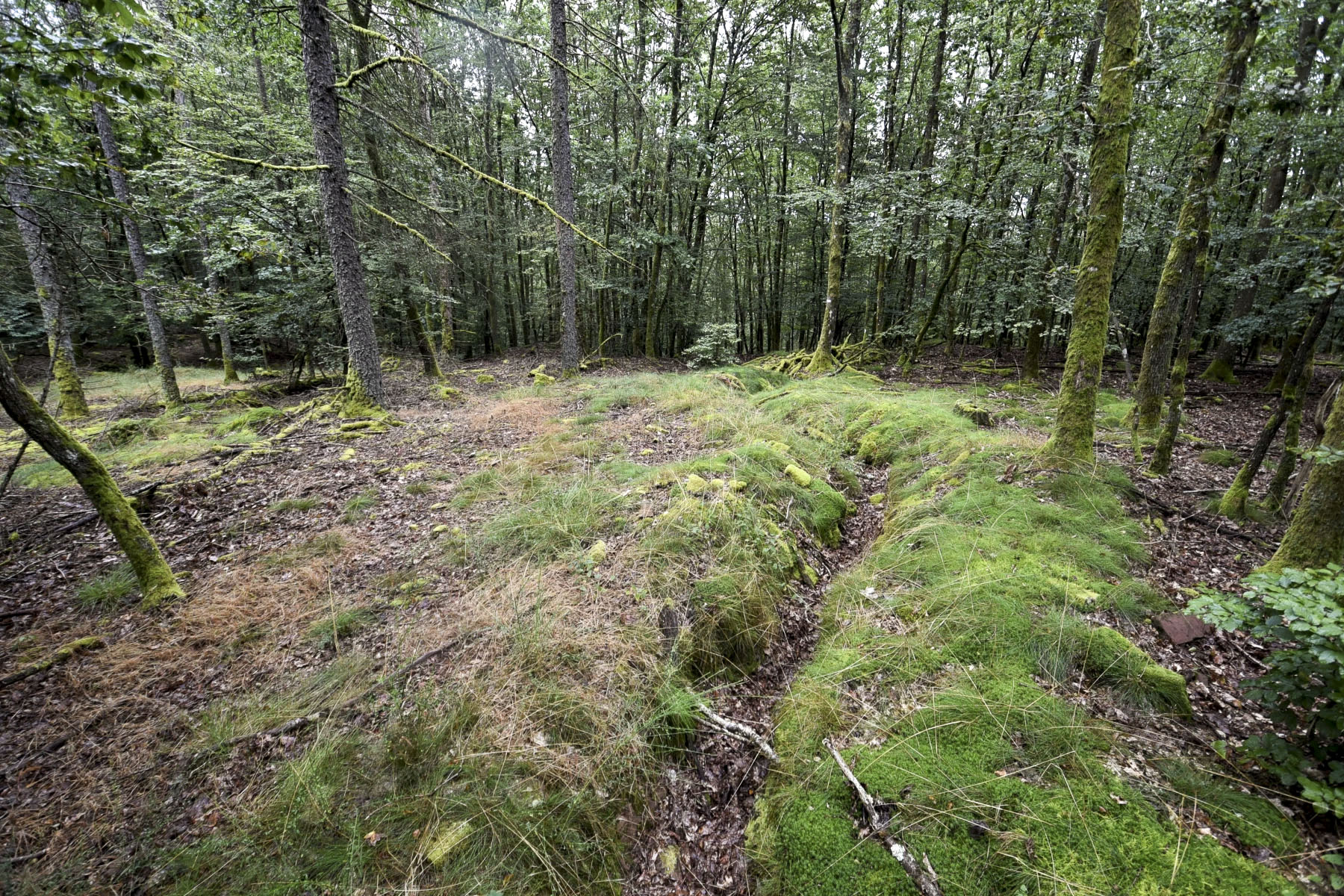 Ligne Maginot - PFAFFENBERG NORD - (Position d'artillerie préparée) - Tranchée reliant la première ligne