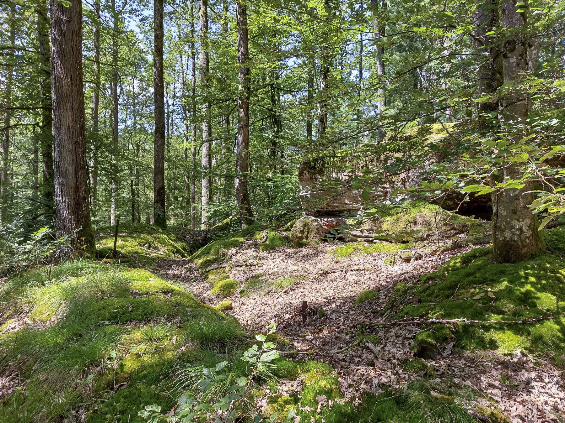 Ligne Maginot - FALKENBERG - COTE 263 (2°BON - 154°RIF) - (PC de Quartier) - Tranchée de circulation