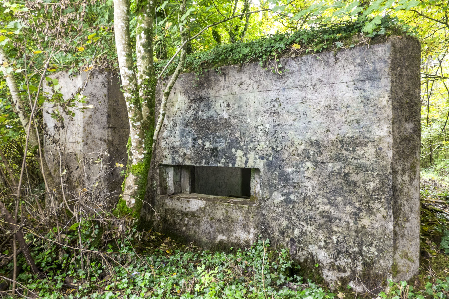 Ligne Maginot - DB318 - BOIS DE BEUVEILLE NORD OUEST - (Blockhaus pour canon) - 