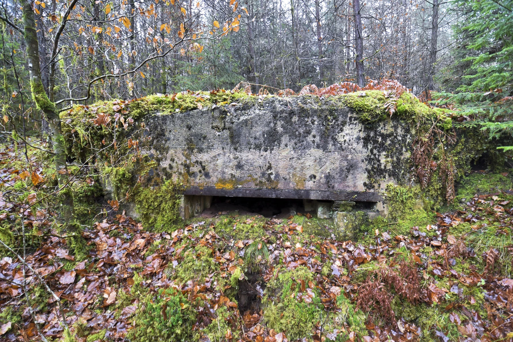 Ligne Maginot - GRAFENWEIHER 2 - (Blockhaus pour canon) - 