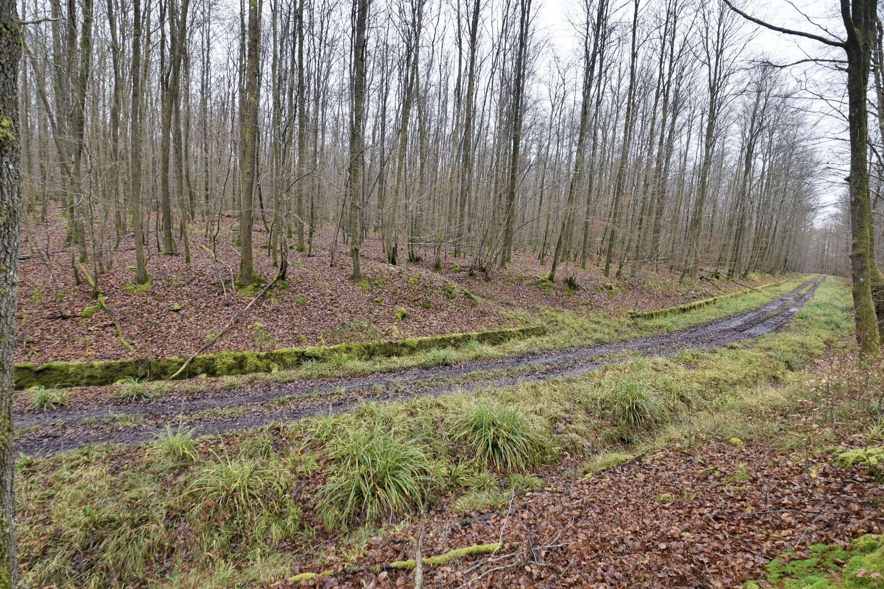 Ligne Maginot - VERLORENERBACH - (DMP - Dispositif de Mine Permanent) - 