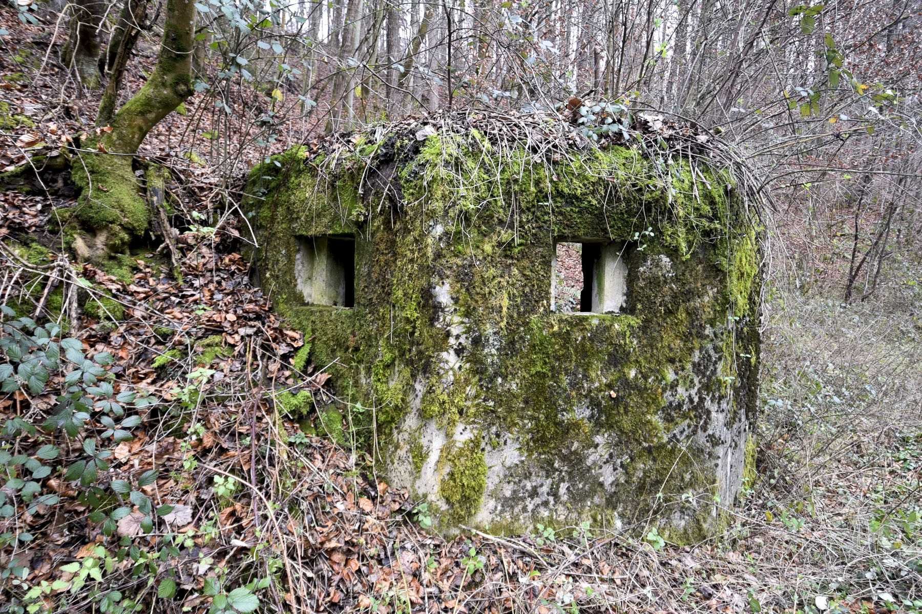 Ligne Maginot - KUHBRUCK EST - (Blockhaus pour arme infanterie) - 