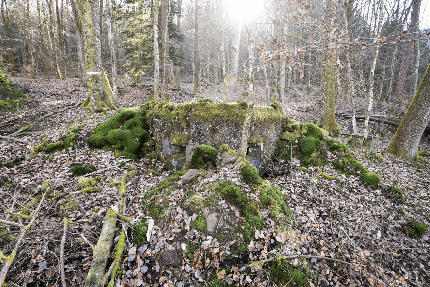 Ligne Maginot - M80 - FINSTERTHAL 4 - (Blockhaus pour arme infanterie) - Vue extérieure des deux embrasures