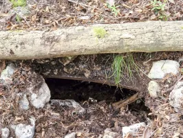 Ligne Maginot - PITSOLA SUD 3 - (Abri) - 