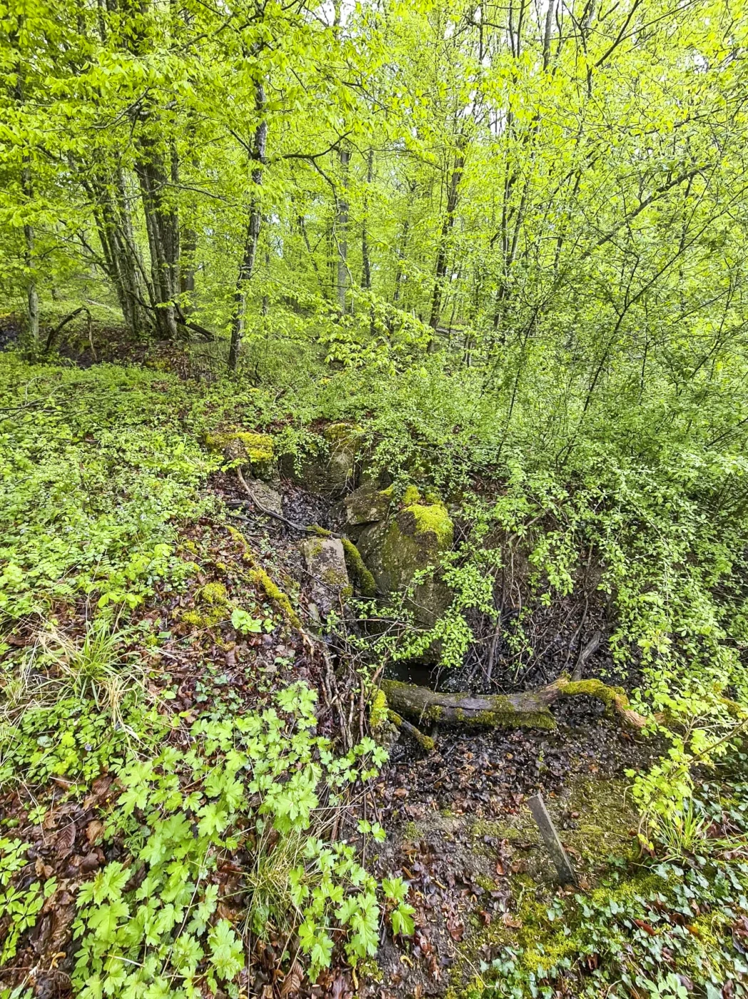 Ligne Maginot - NONNENWALD 12 - (Blockhaus de type indéterminé) - 